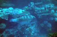Blacksaddle coral grouper