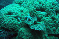 Puffy starfish