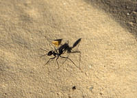 Sahara Desert ant