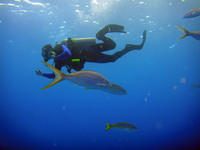 Diver and yellowtail