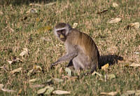 Baboons and monkeys
