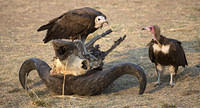 Vultures posing