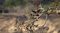 More carmine bee eaters