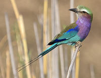 Lilac breasted roller x3