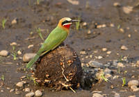 White-fronted bee eater