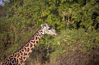 Thornicroft giraffe