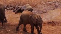 Orphan elephant rescue