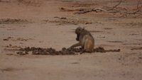 baboon eating elephant dung