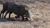 Warthogs digging for food and wallowing
