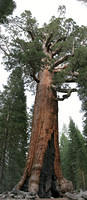 "Gizzly Giant," Mariposa Grove