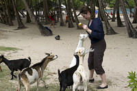 Feeding the goat inhabitants of Pont Pierre beach, Les Saintes