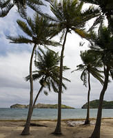 Palm trees at Pont Pierre beach