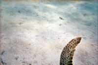 Fin of the green sea turtle.  Stupid disposable cameras are hard to aim.