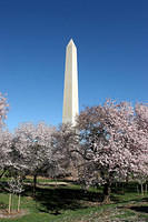 Cherry trees and Washington Monument