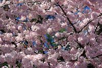 Field of blossoms