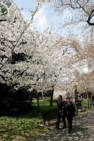 Cherry Blossoms 2007