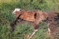Dead horse on the way to Maunga Terevaka