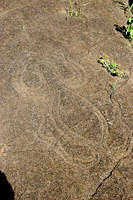 Petroglyph of a turtle at Papa Vaka