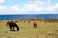 Horses and toppled moai at Akahanga