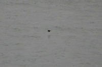 I'm 90% certain this black dot is a puffin.  That's about as close as we got to any, having missed the season by a week or two.