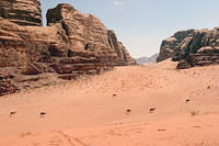 Bedouin camels